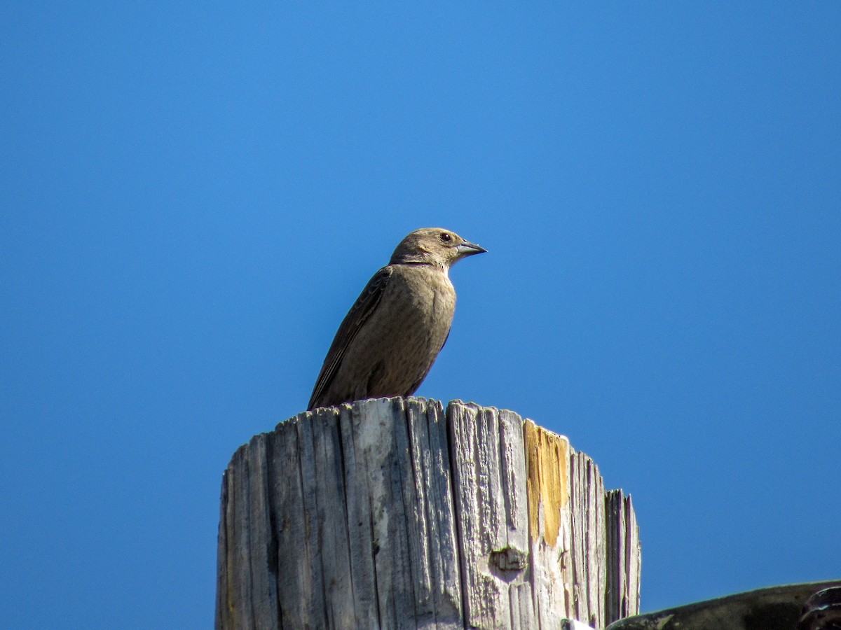 Brown-headed Cowbird - ML104351891