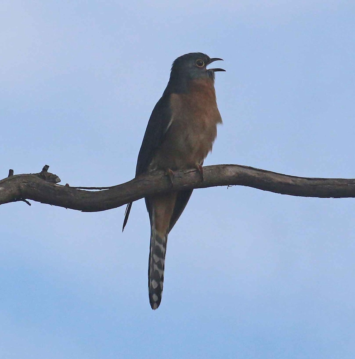 Fan-tailed Cuckoo - ML104354811