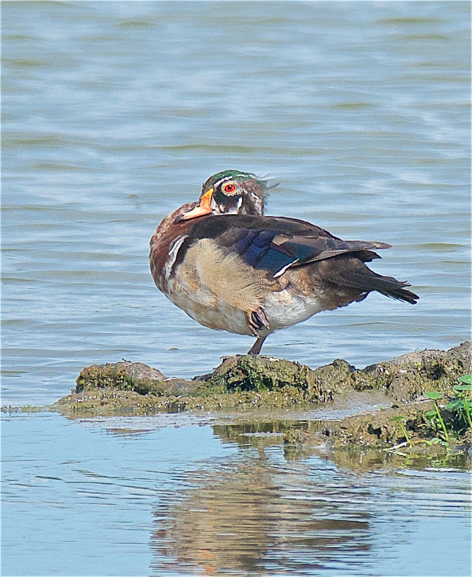 Wood Duck - Harlan Stewart