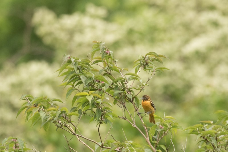 Baltimore Oriole - ML104356781