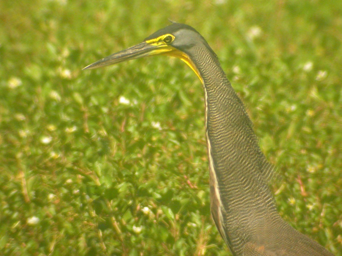 Bare-throated Tiger-Heron - Benoit Maire