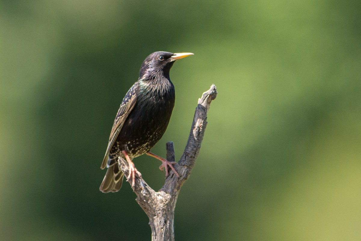 European Starling - ML104357081