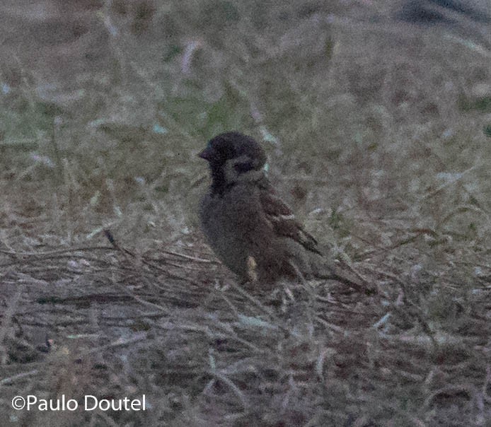 Eurasian Tree Sparrow - Paulo Doutel