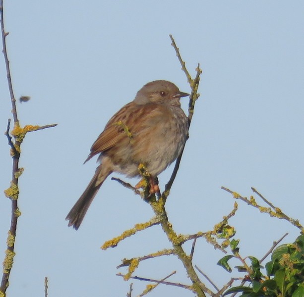 Dunnock - ML104357861