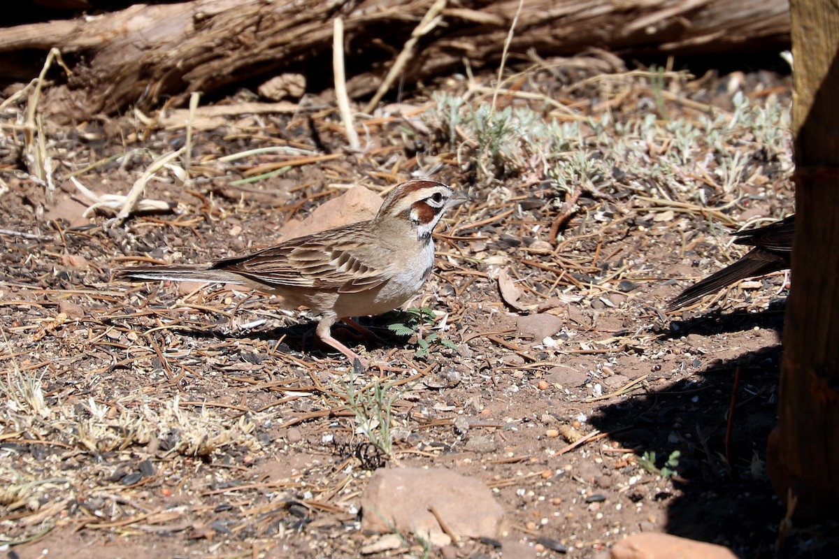 Lark Sparrow - ML104358181