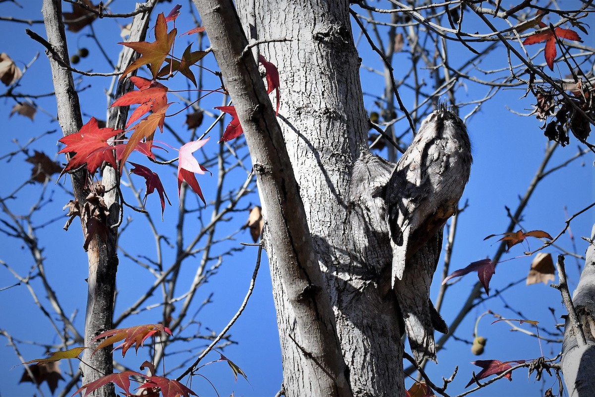 Білоніг австралійський - ML104358411