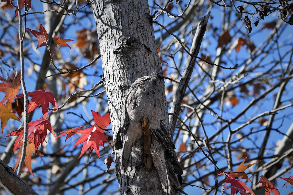 Білоніг австралійський - ML104358421