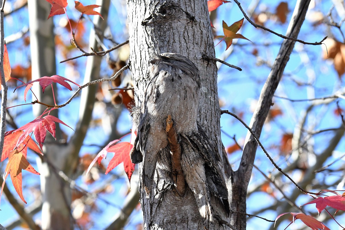 Білоніг австралійський - ML104358431