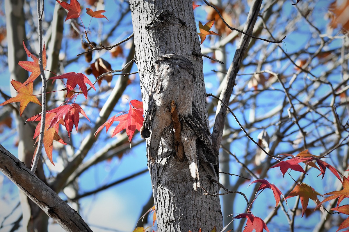 Білоніг австралійський - ML104358441