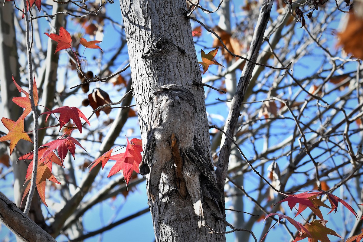 Білоніг австралійський - ML104358451