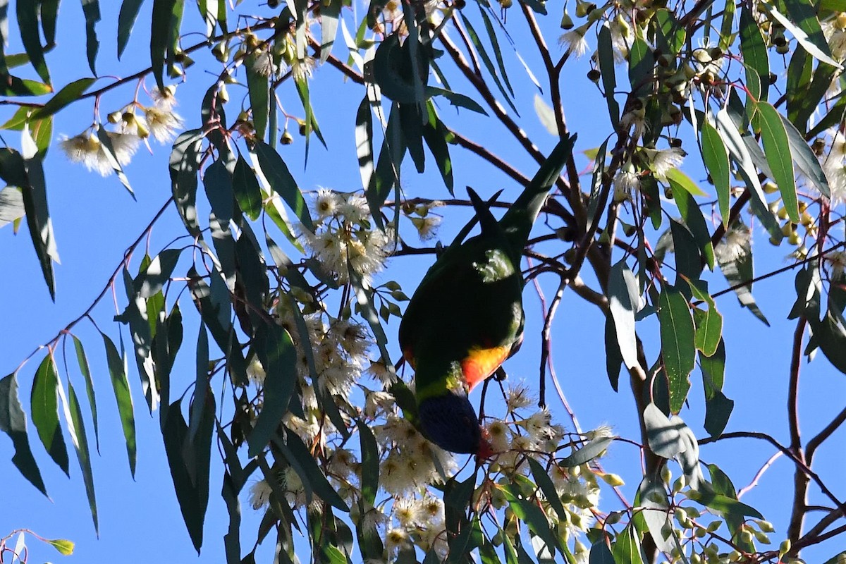 Лорікет синьоголовий - ML104358461