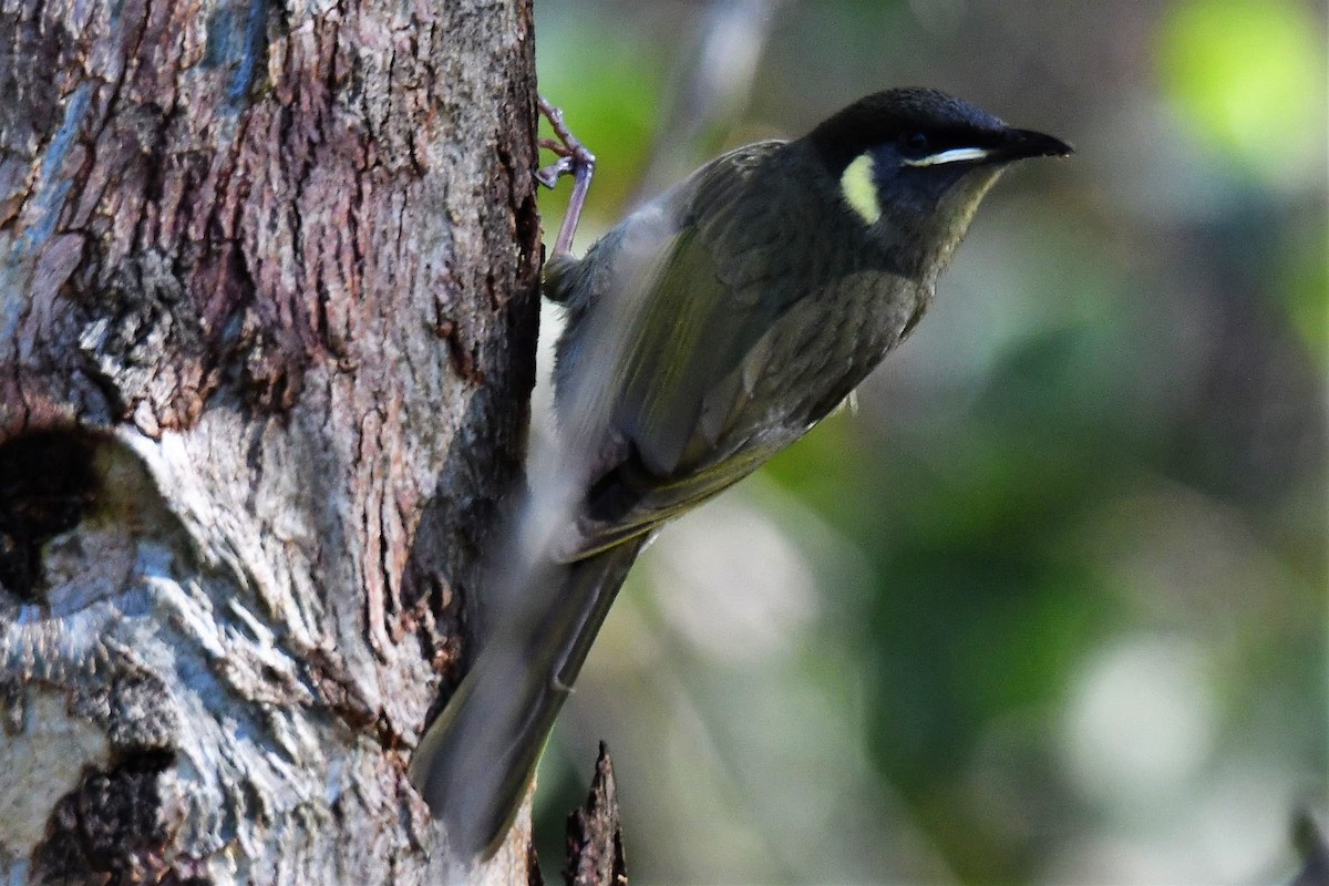 Lewin's Honeyeater - ML104358481