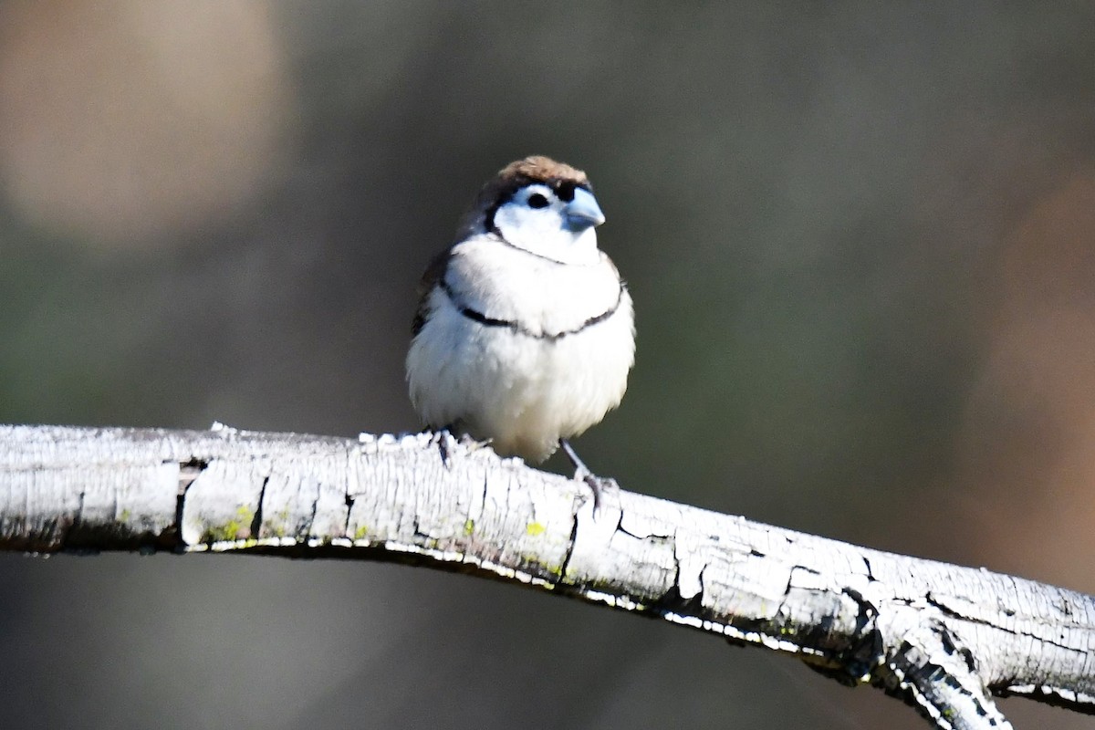 Діамантник білощокий - ML104358551