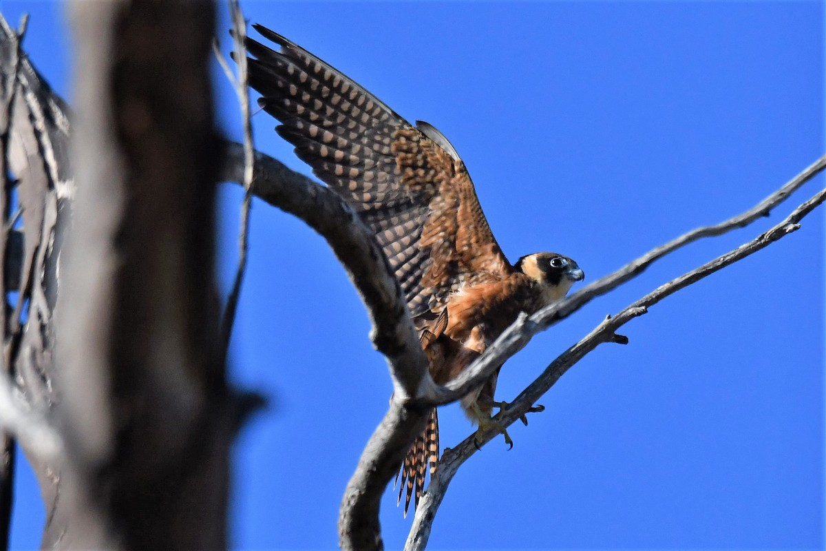 Підсоколик австралійський - ML104358581