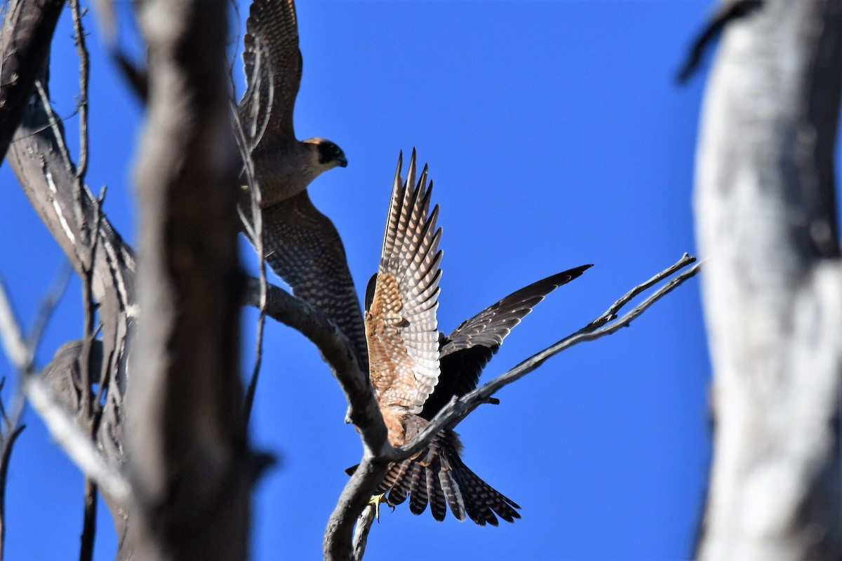 Підсоколик австралійський - ML104358591