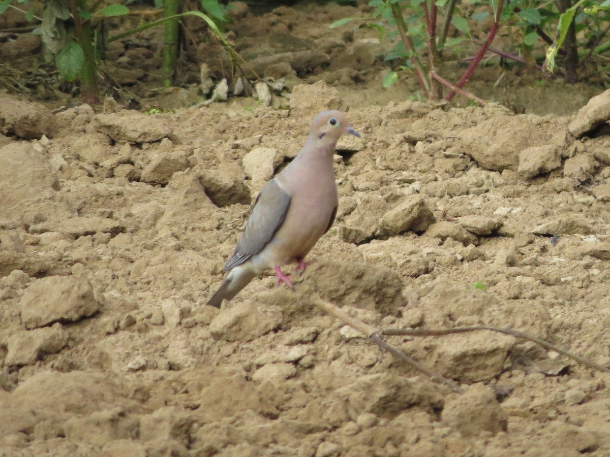 Mourning Dove - ML104358761