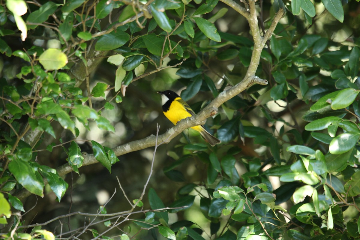 Golden Whistler - David Eddington