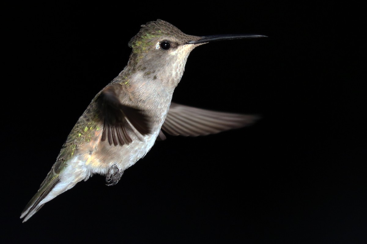 Black-chinned Hummingbird - Colin Sumrall