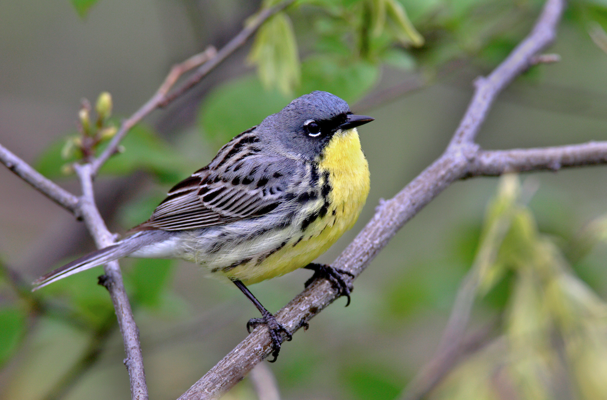 Kirtland's Warbler - ML104360031