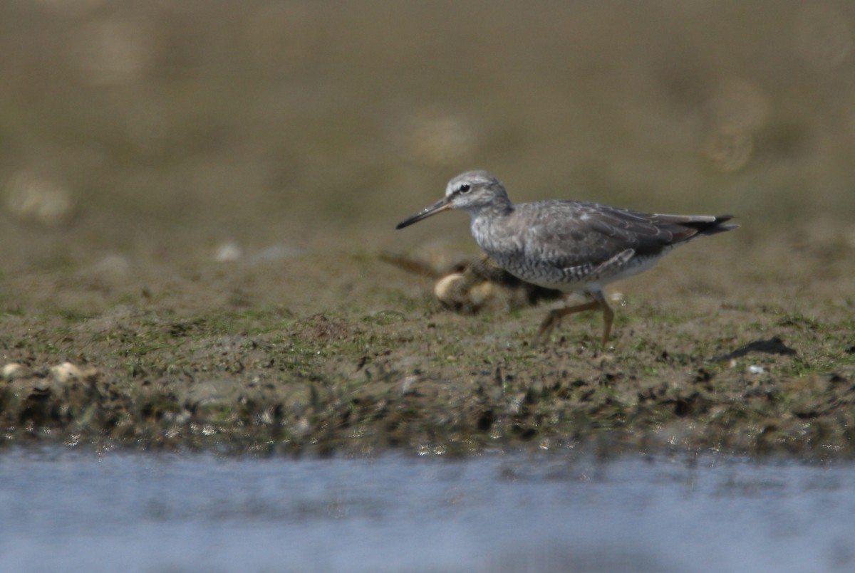 Gray-tailed Tattler - ML104360641