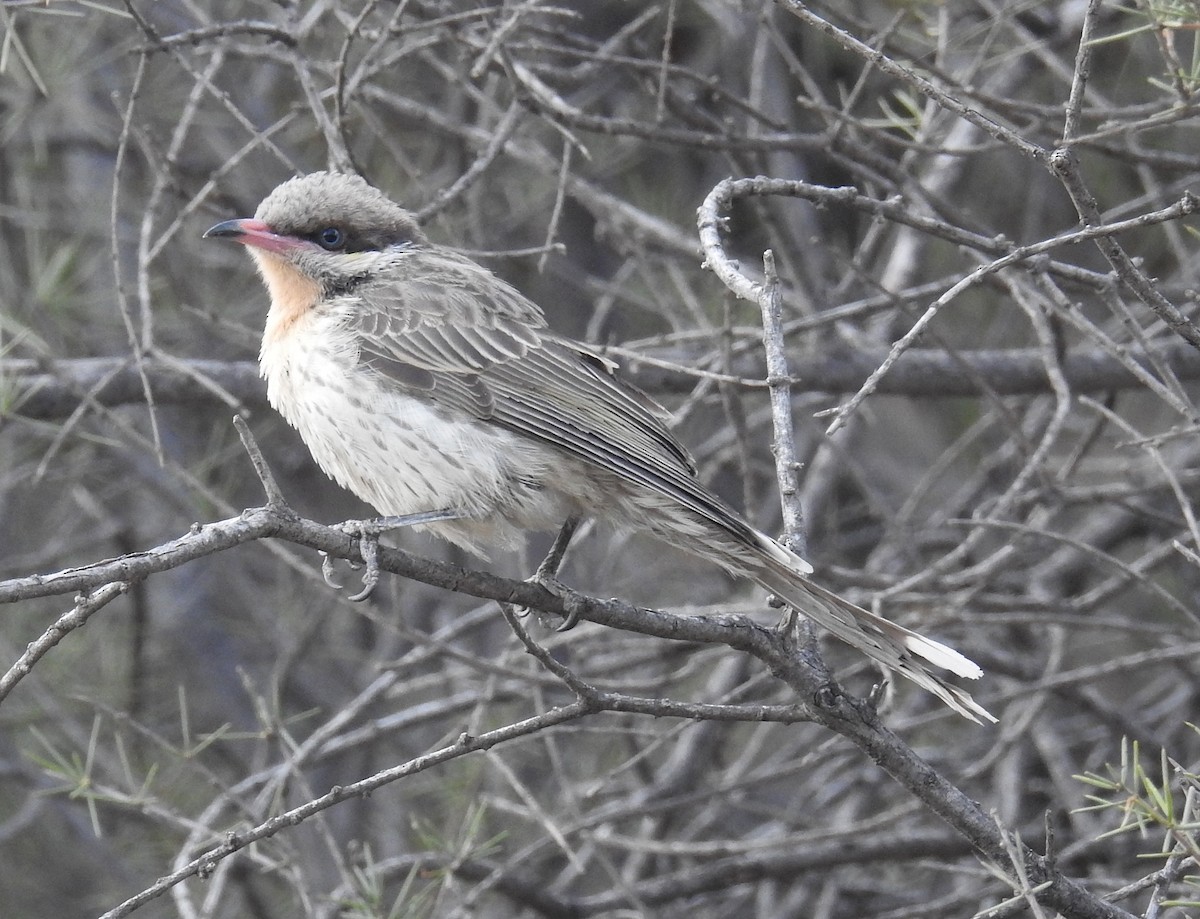 Spiny-cheeked Honeyeater - ML104362451