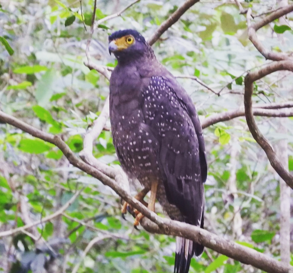 Crested Serpent-Eagle - ML104365331
