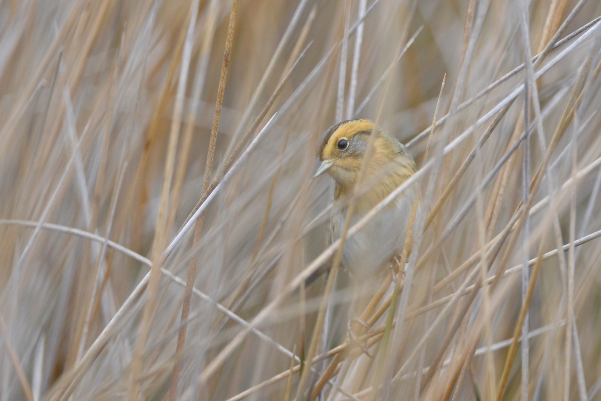 Nelson's Sparrow (Interior) - ML104365661