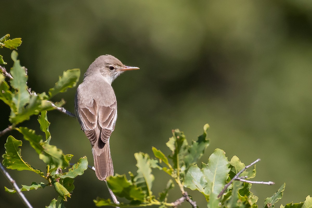 Upcher's Warbler - Dorna Mojab