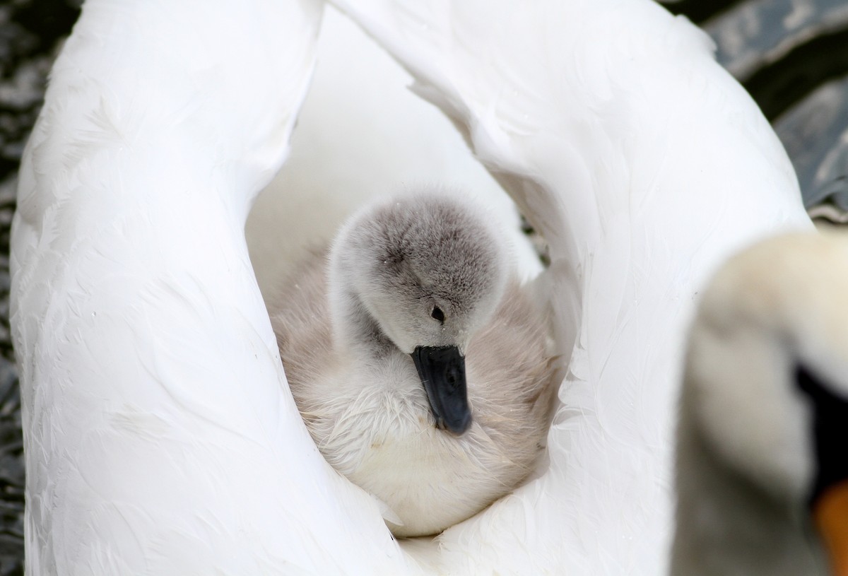 Cygne tuberculé - ML104367781