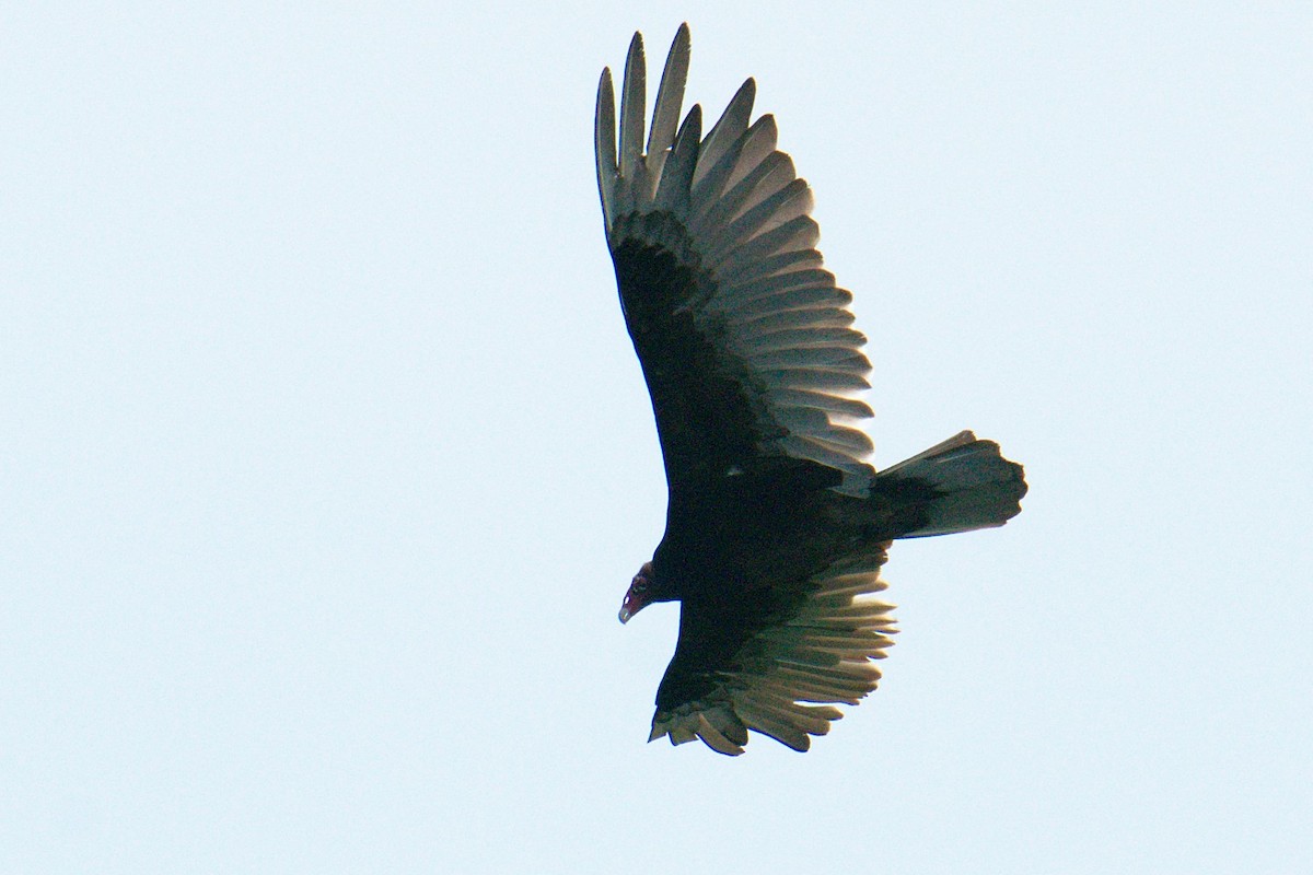 Turkey Vulture - ML104370311