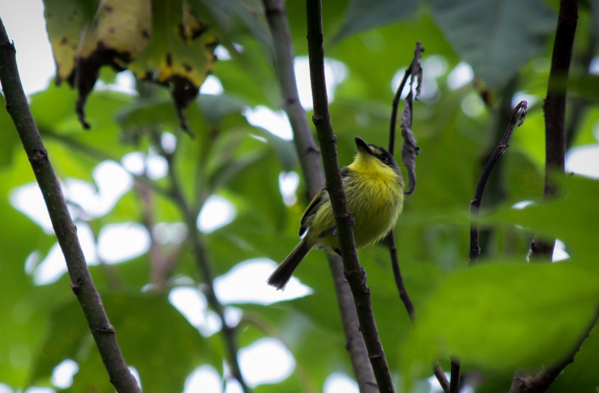 Gray-headed Tody-Flycatcher - ML104370771