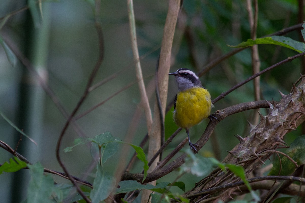 Bananaquit - ML104370801