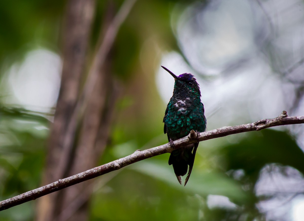 Violet-capped Woodnymph - ML104370831