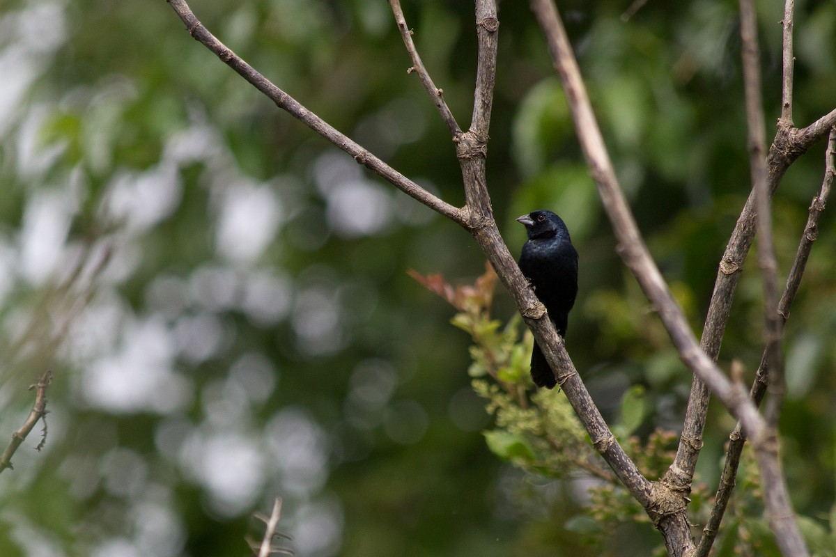 Blue-black Grassquit - ML104370981