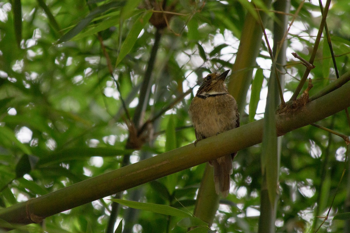 Crescent-chested Puffbird - ML104371111