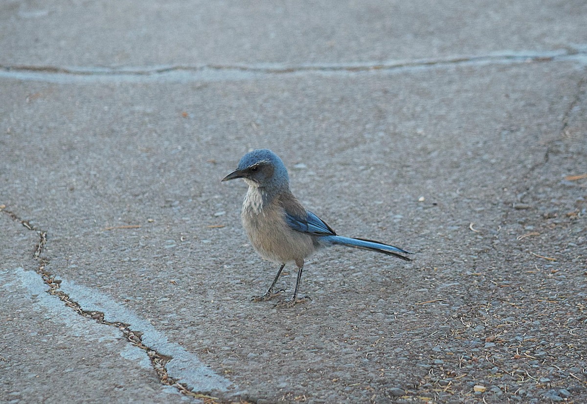 Woodhouse's Scrub-Jay - ML104372031