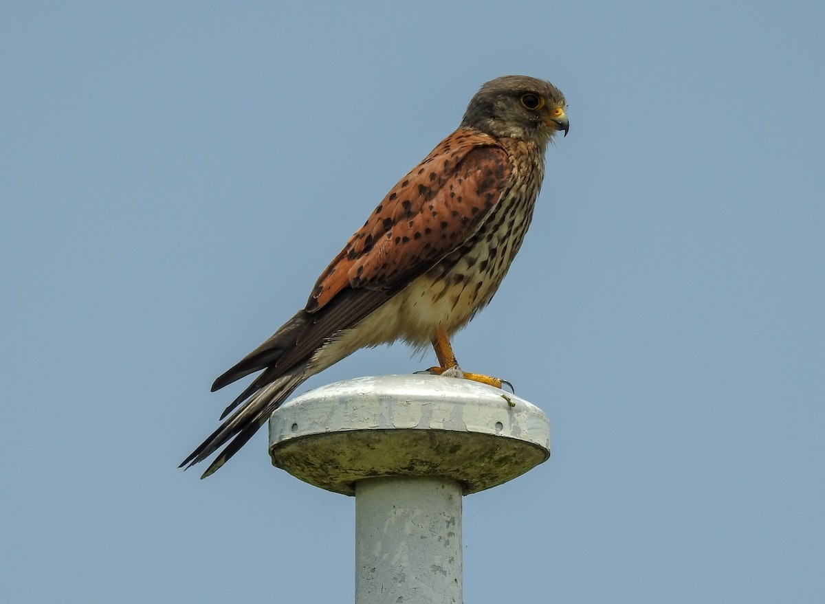 Eurasian Kestrel - ML104374601