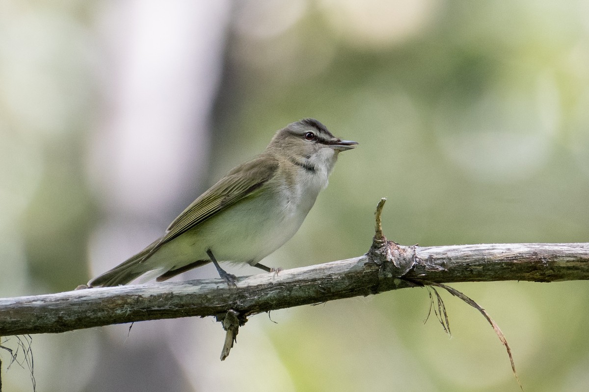 Red-eyed Vireo - Marc Sole