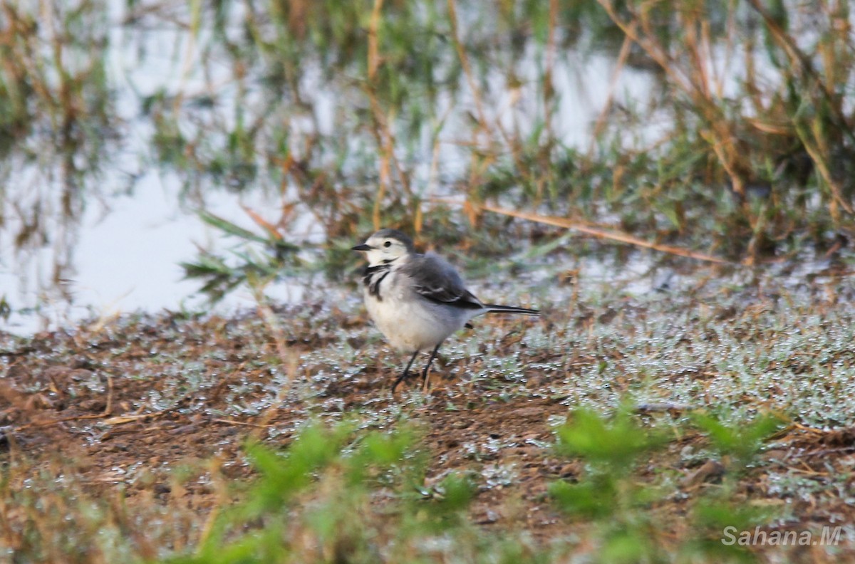 White Wagtail - ML104381781