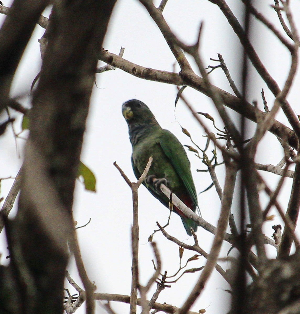 Scaly-headed Parrot - ML104383101