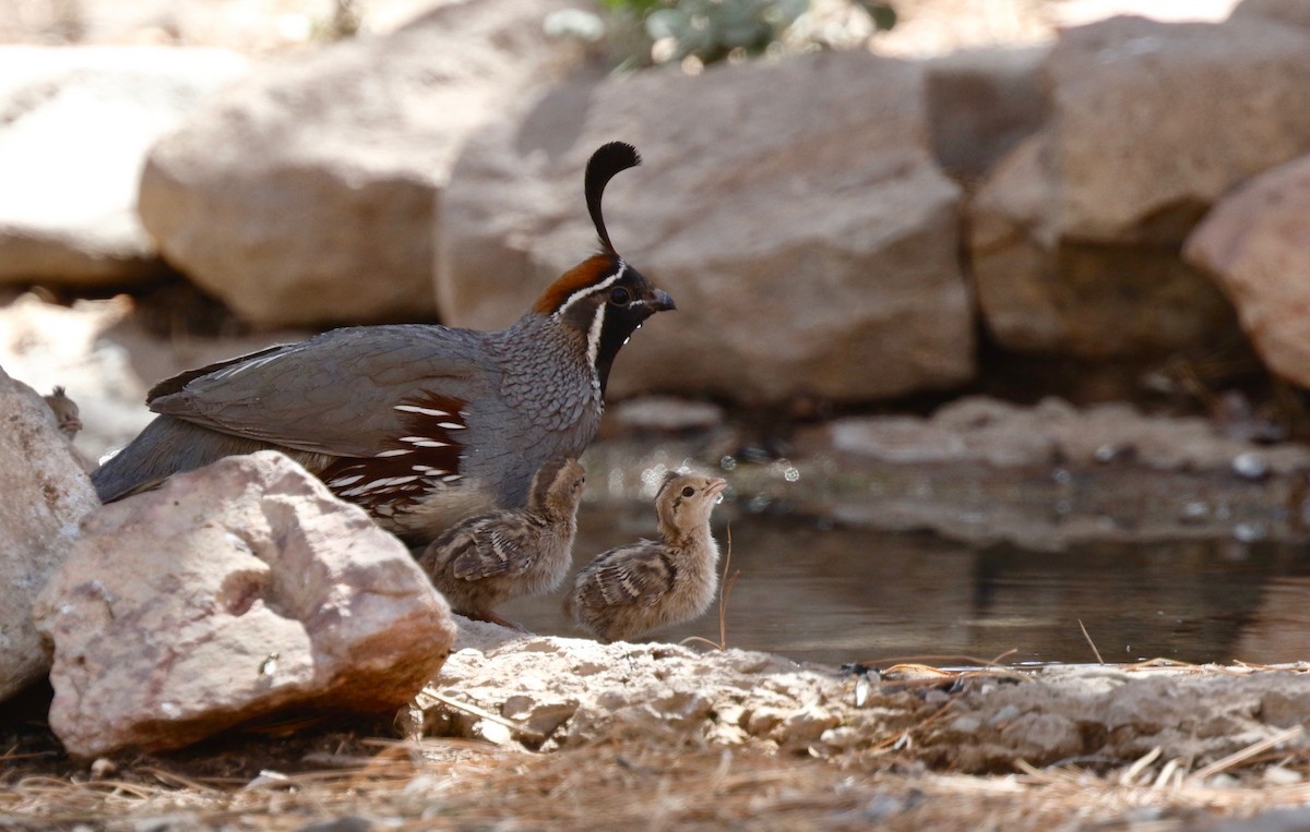 Gambel's Quail - ML104383311