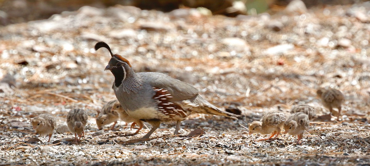 Gambel's Quail - ML104383331