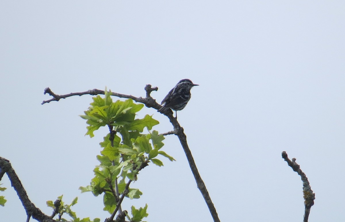 Paruline noir et blanc - ML104383581