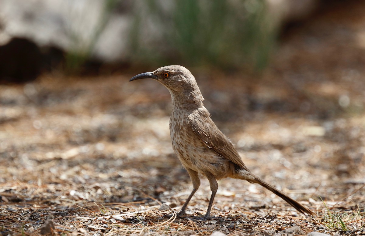 Curve-billed Thrasher - ML104384291