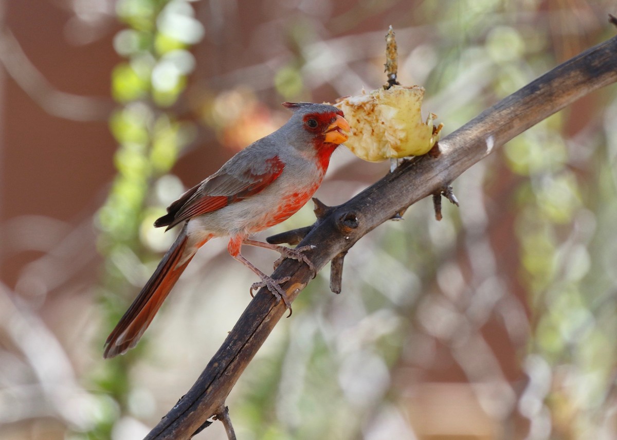 Pyrrhuloxia - ML104384991