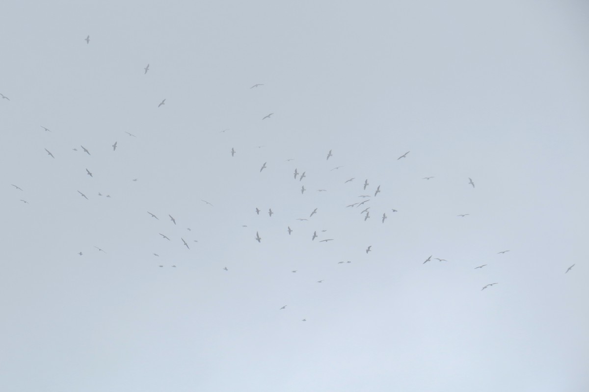 Franklin's Gull - ML104385081