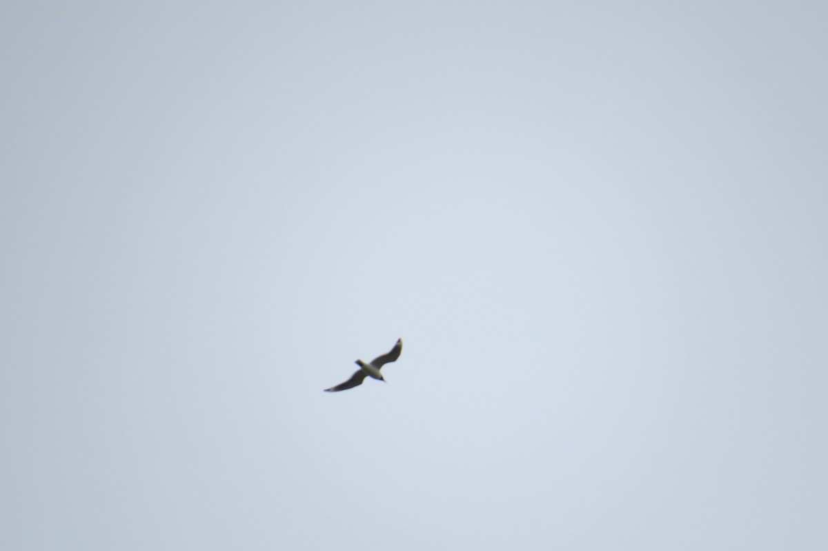 Franklin's Gull - ML104385141