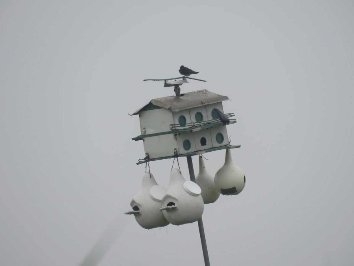 Purple Martin - Jennifer Wilson-Pines