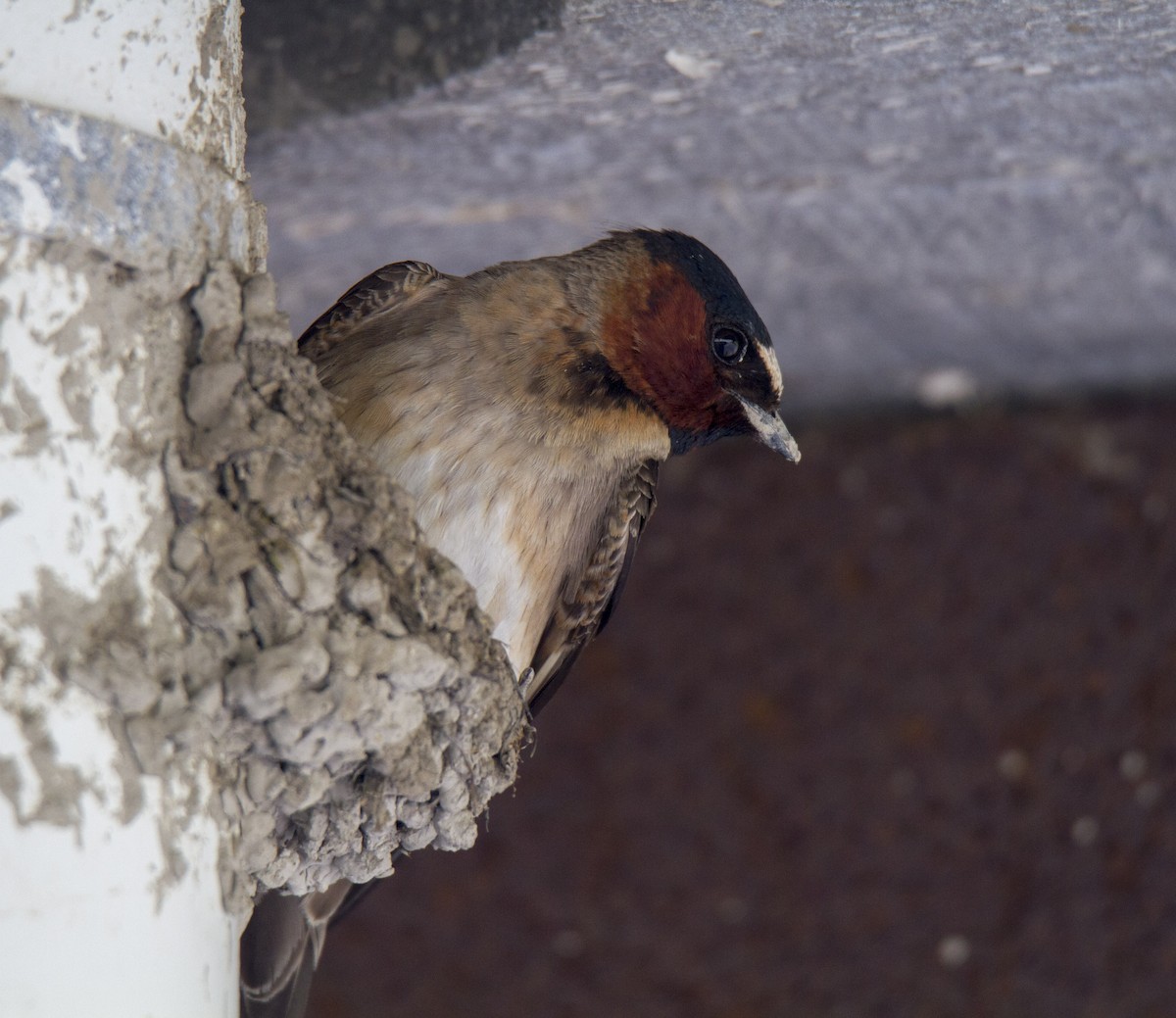 Cliff Swallow - ML104385501