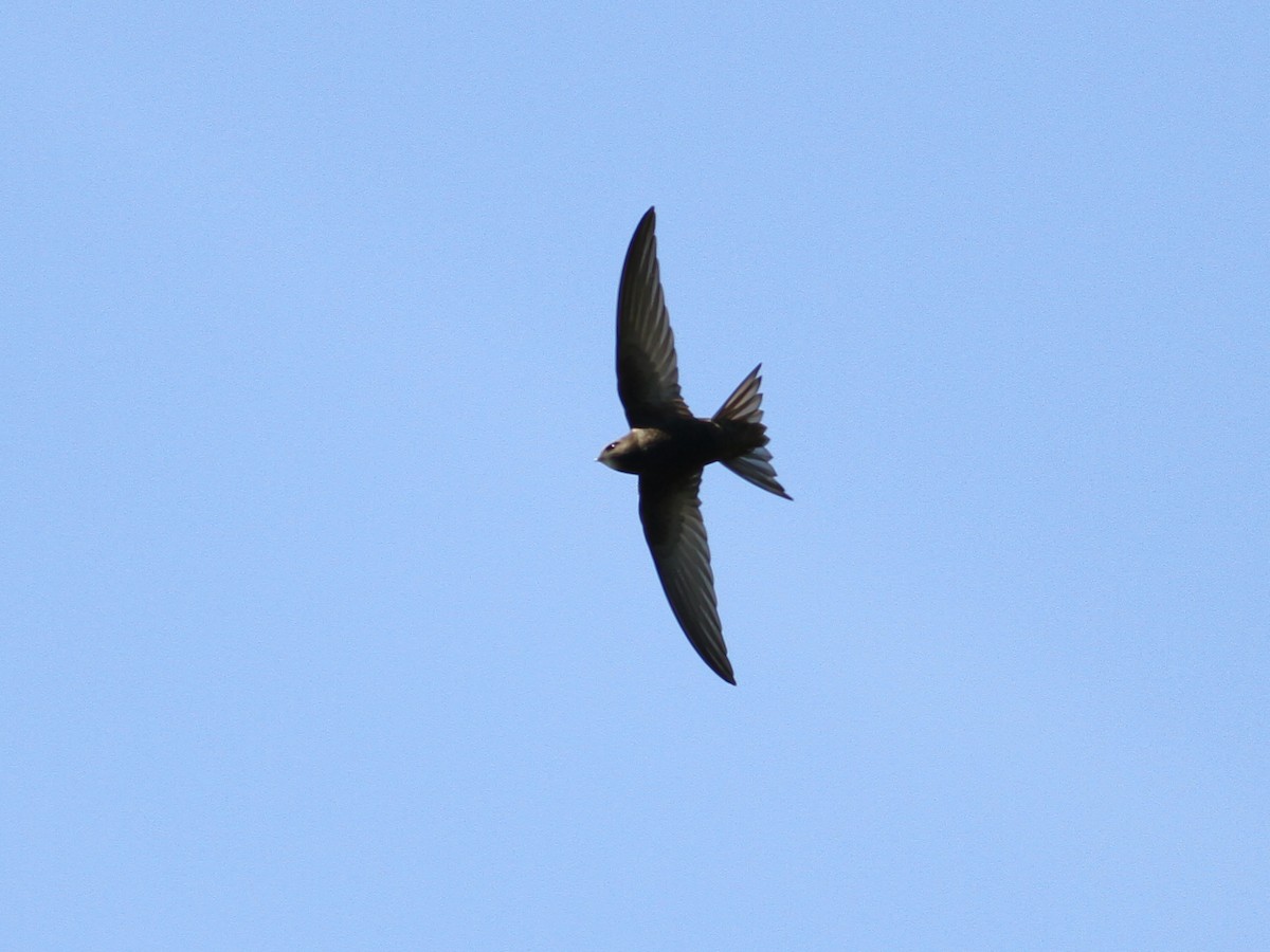 Common Swift - Andy Eckerson